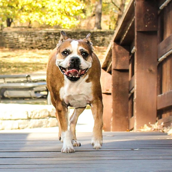 Meet your Posher, Benno - Picture 4 of 6